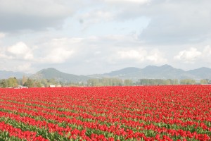 Red tulips as far as the eye can see... Red tulips as far as the eye can see...