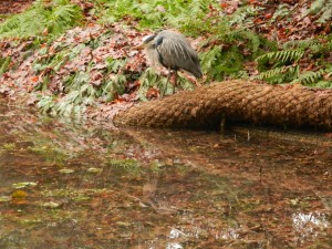 Close-up of the Heron