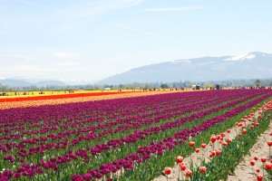 Tulip fields